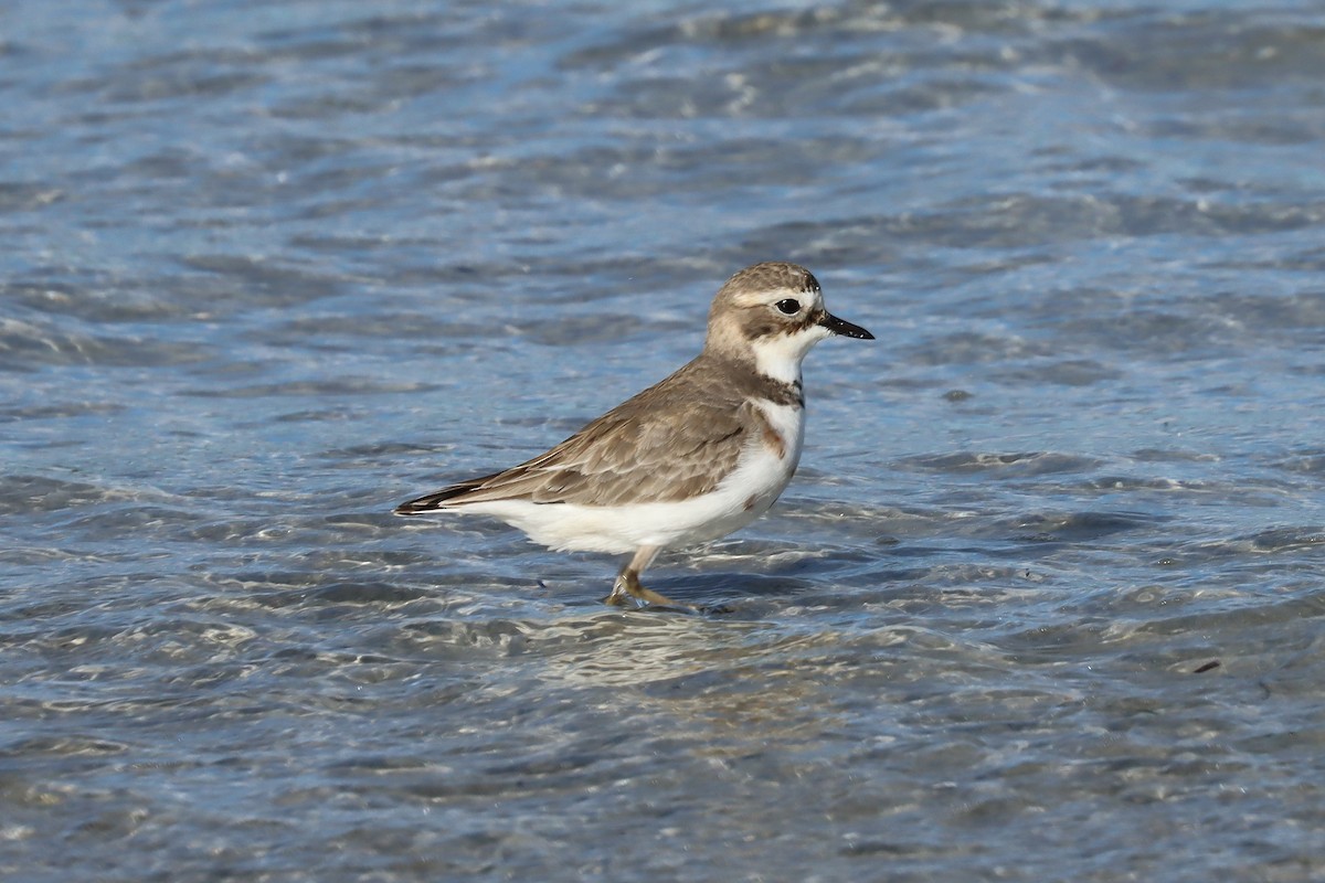 Double-banded Plover - ML637821834