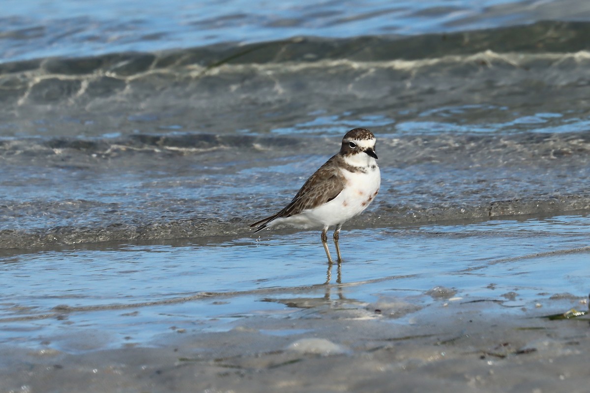 Double-banded Plover - ML637821835