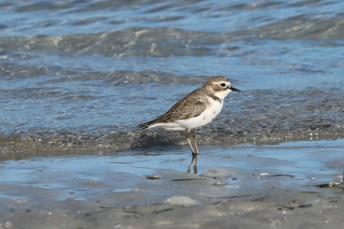 Double-banded Plover - ML637821836