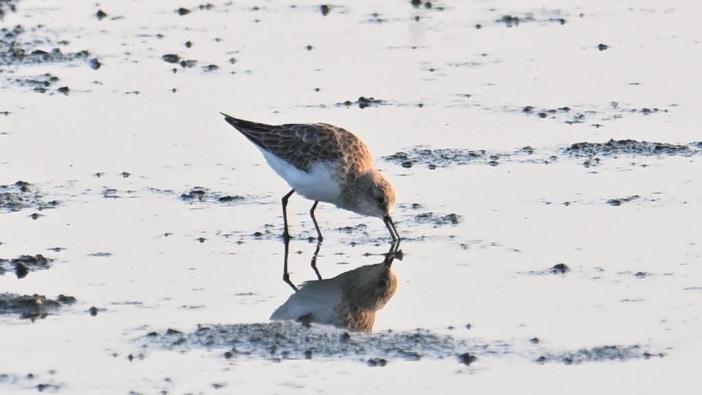 Little Stint - ML637821837