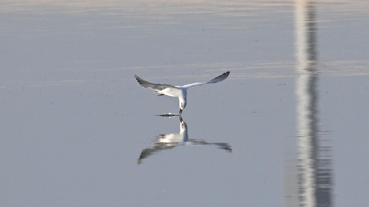 Gull-billed Tern - ML637821844