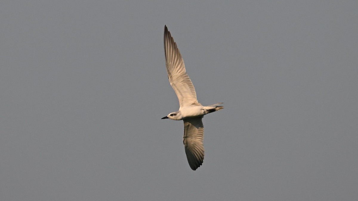 Gull-billed Tern - ML637821845