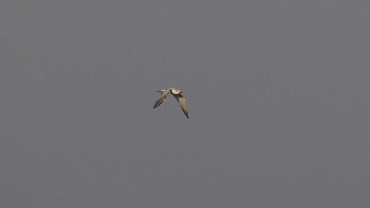 Gull-billed Tern - ML637821846