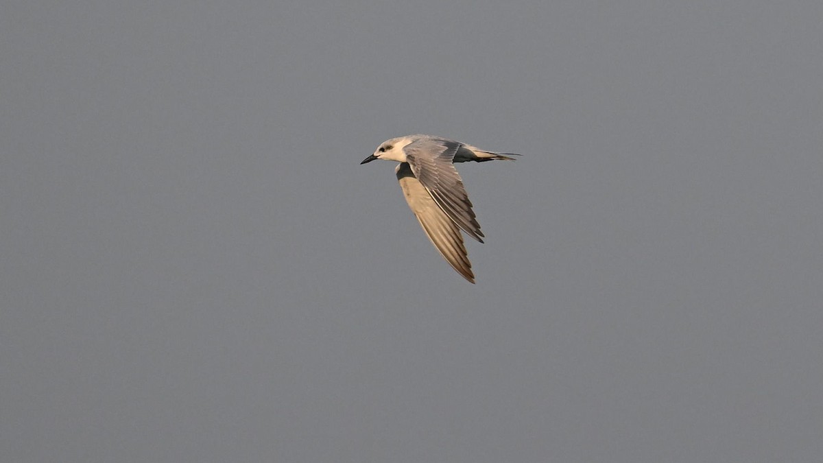 Gull-billed Tern - ML637821847