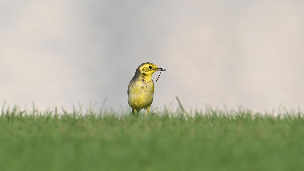 Citrine Wagtail (Gray-backed) - ML637821854