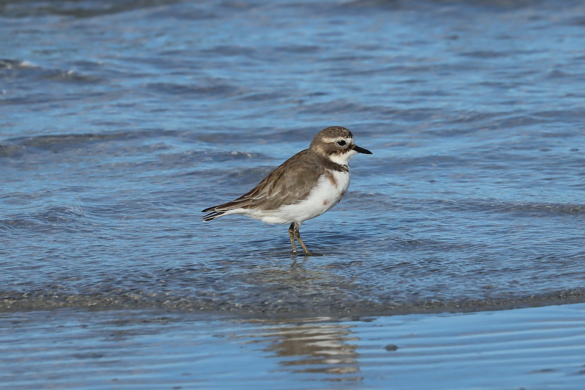 Double-banded Plover - ML637821855