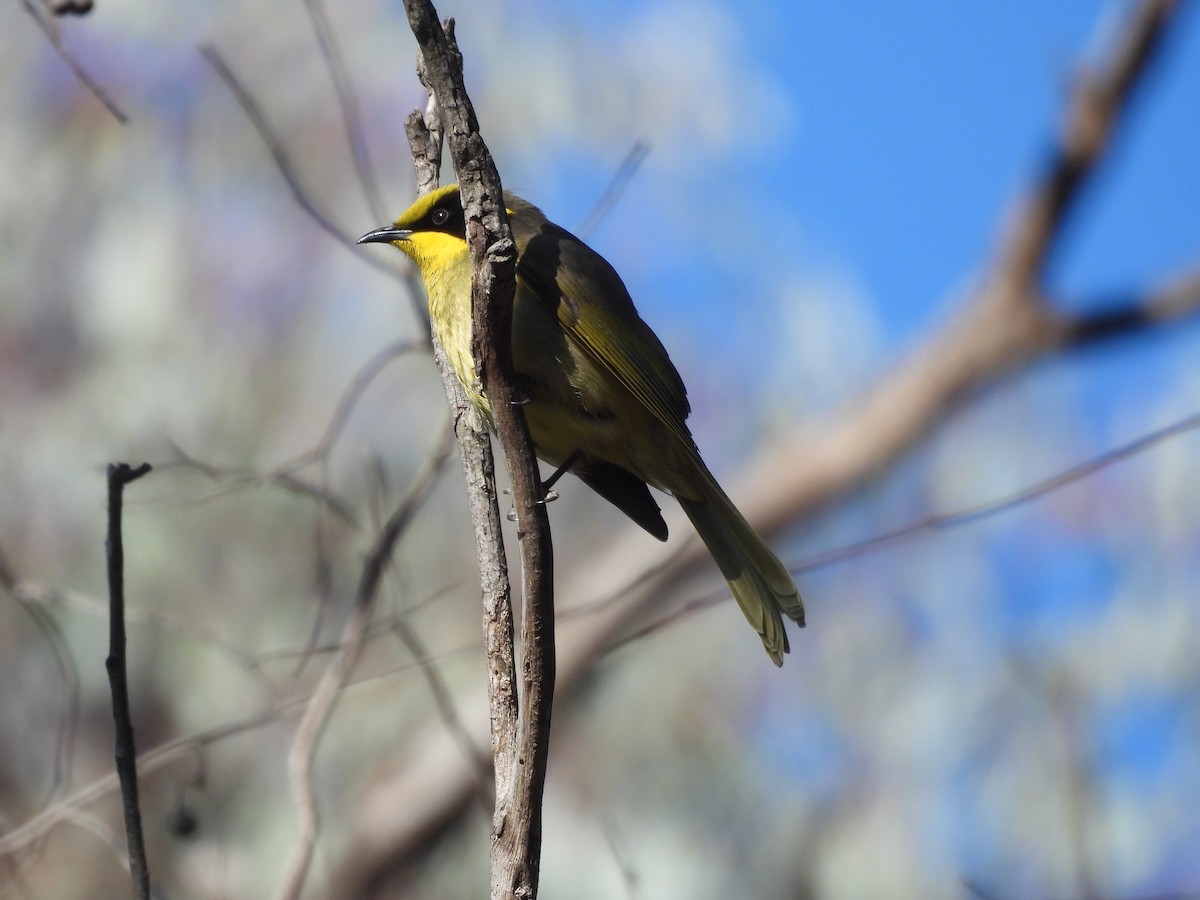 Yellow-tufted Honeyeater - ML637821857