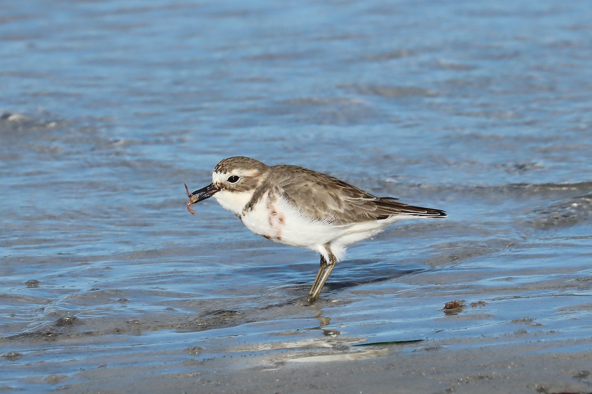 Double-banded Plover - ML637821863