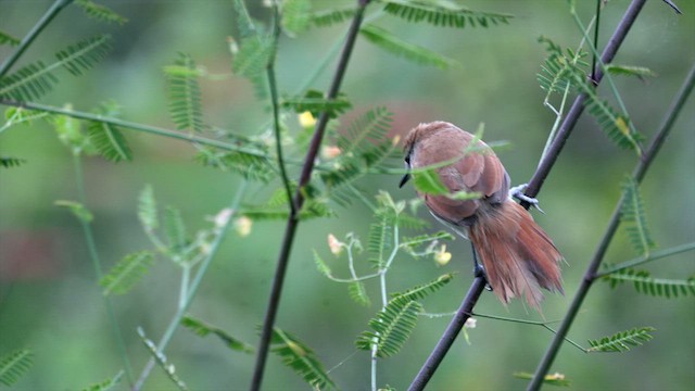 Yellow-chinned Spinetail - ML637821920