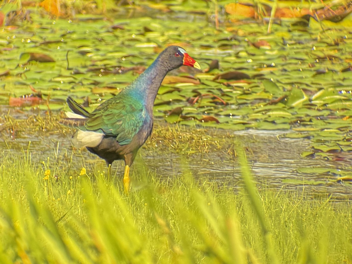 Pollo sultano della Martinica - ML637821925