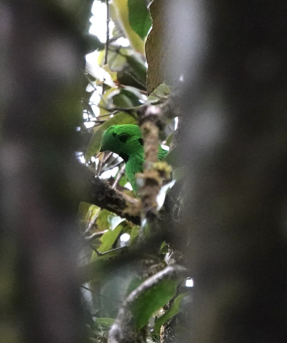Whitehead's Broadbill - ML637821934