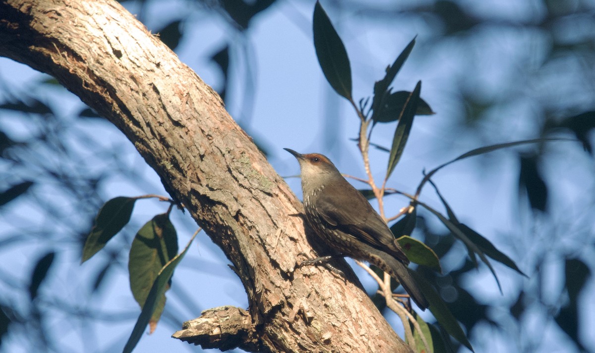 Red-browed Treecreeper - ML637822023