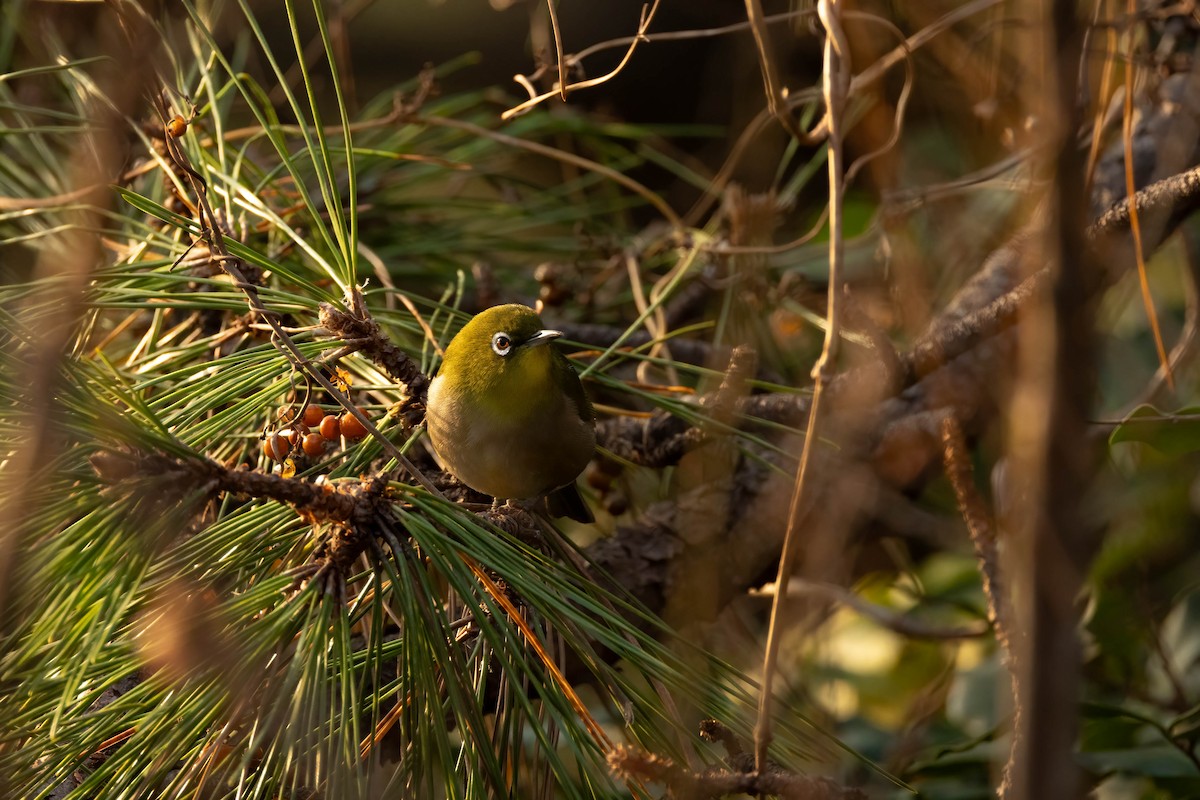 Warbling White-eye - ML637822097