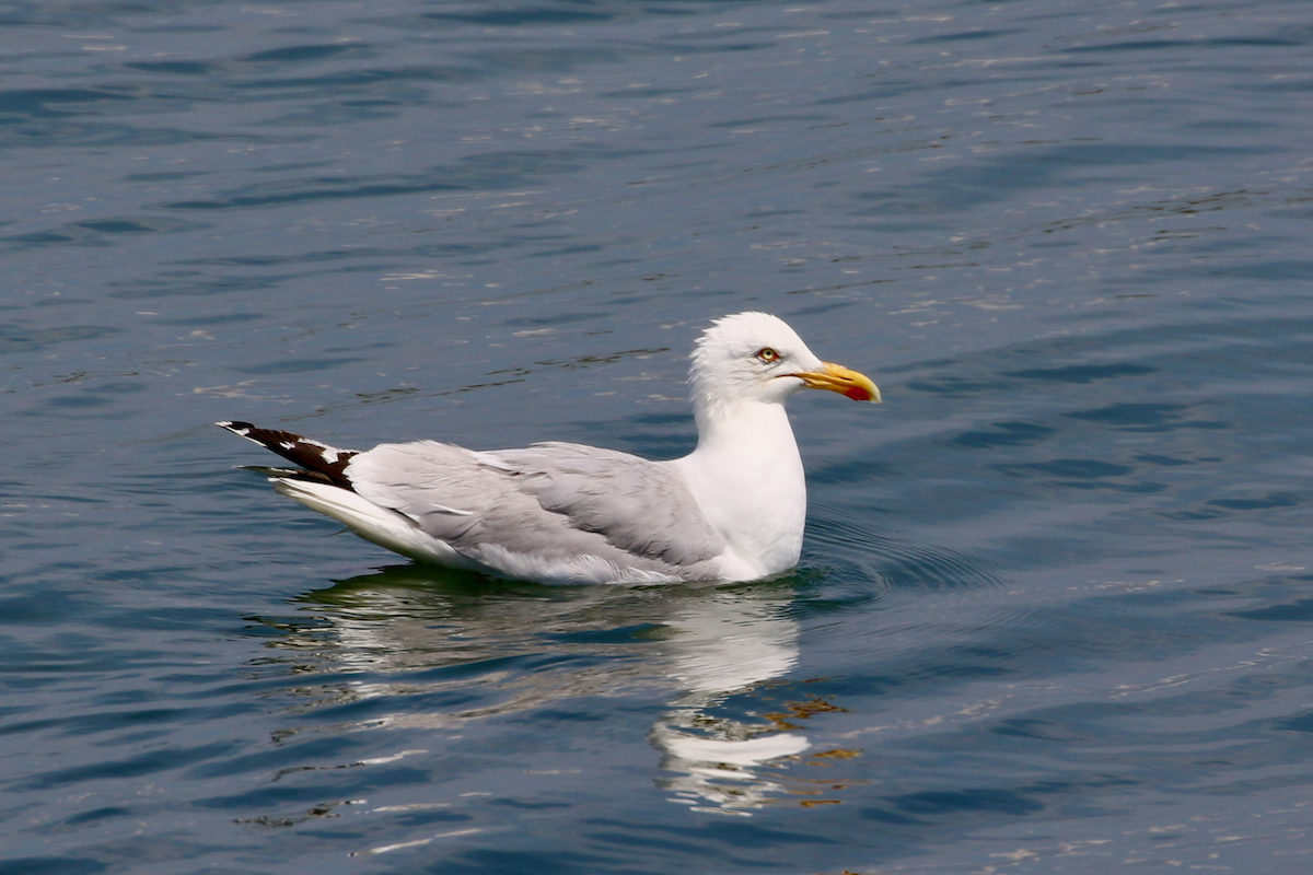 European Herring Gull - ML637822104