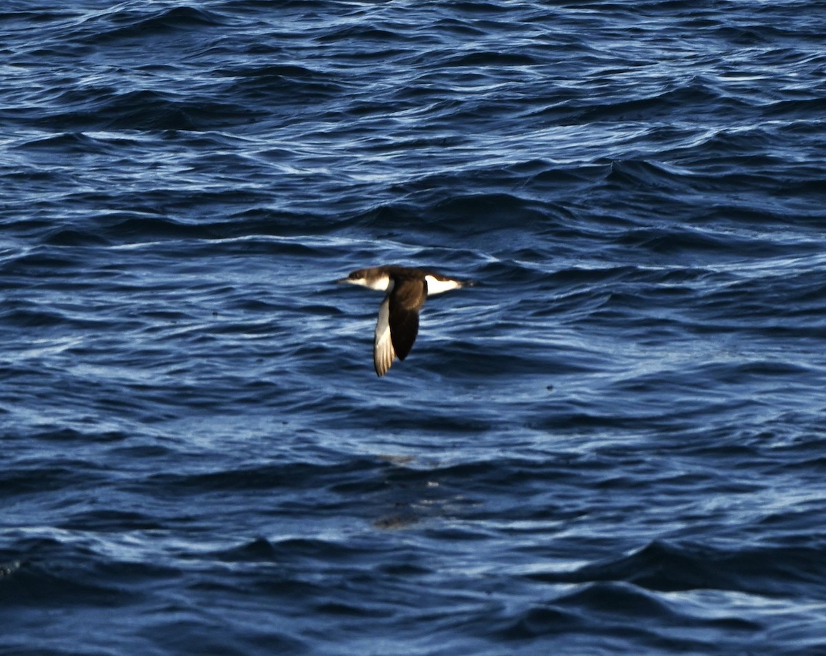 Fluttering Shearwater - ML637822137