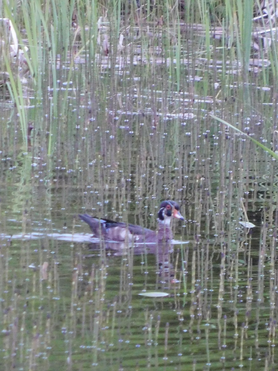 Wood Duck - ML637822147