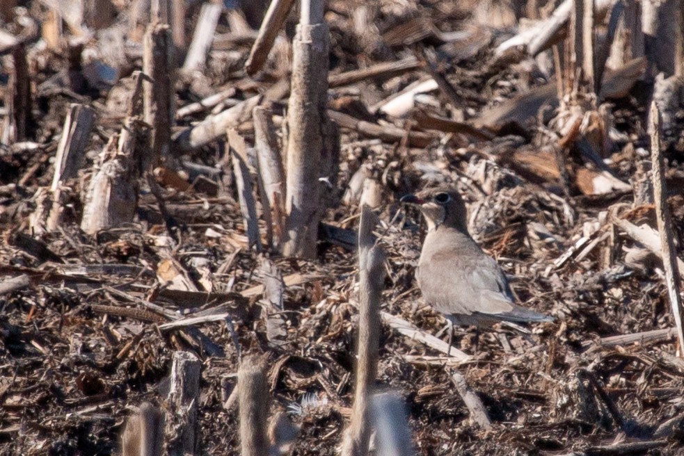 Collared Pratincole - ML637822162