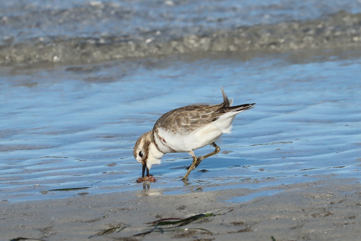 Double-banded Plover - ML637822203