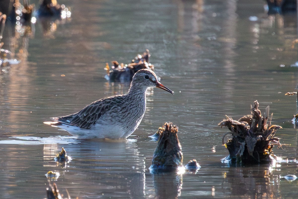 Pectoral Sandpiper - ML637822235