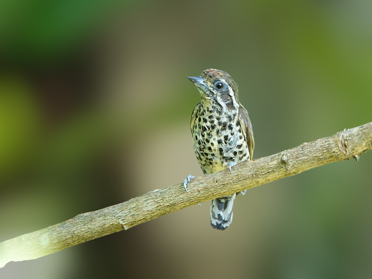 Speckled Piculet - ML637822245