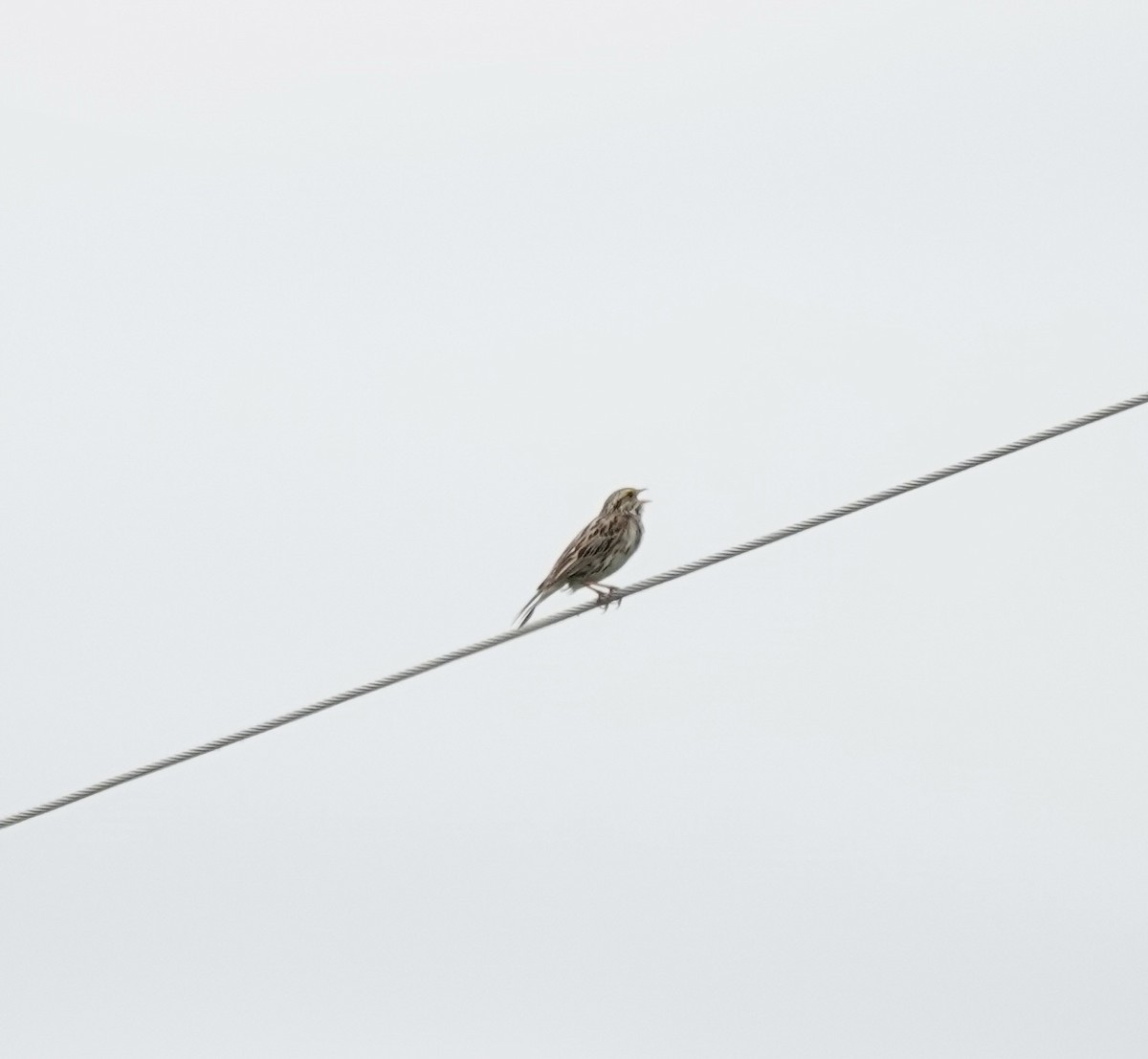 Savannah Sparrow - ML637822248