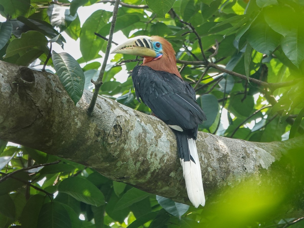 Rufous-necked Hornbill - ML637822258