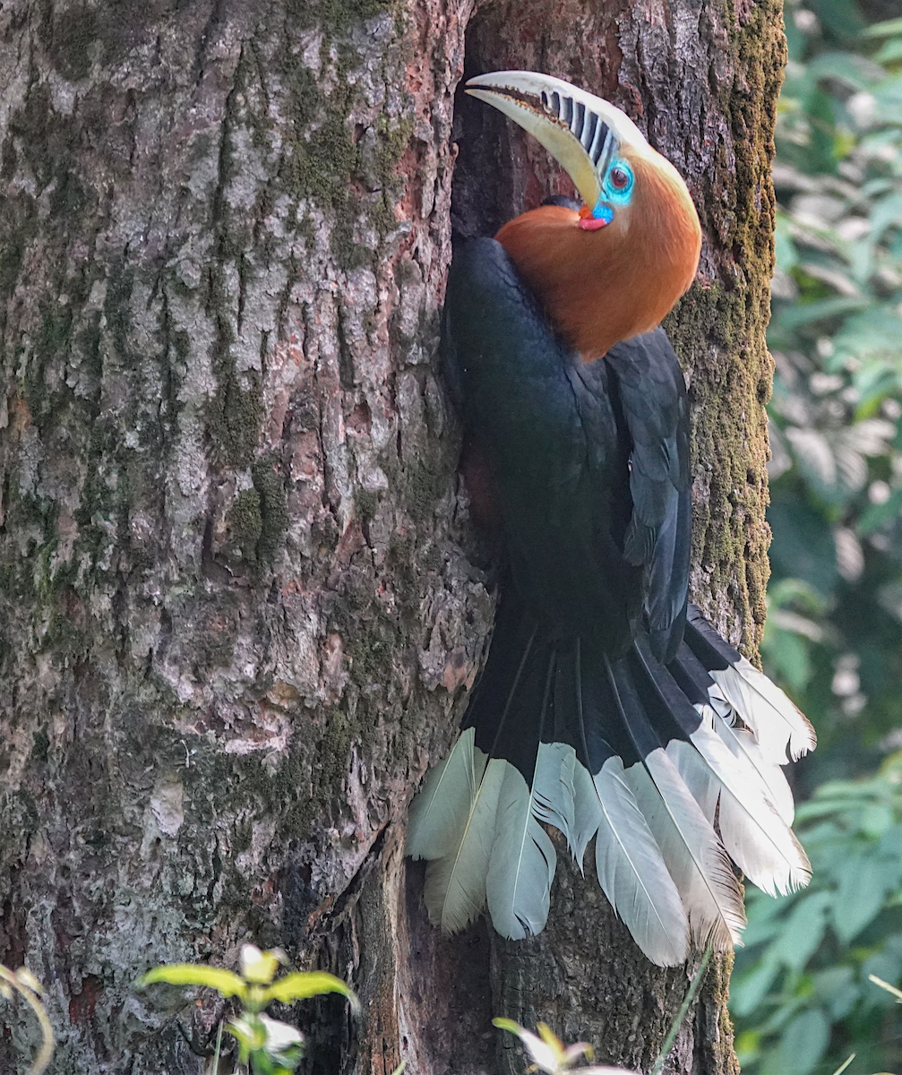 Rufous-necked Hornbill - ML637822259
