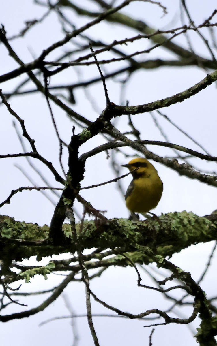 Lawrence's Warbler (hybrid) - ML637822274