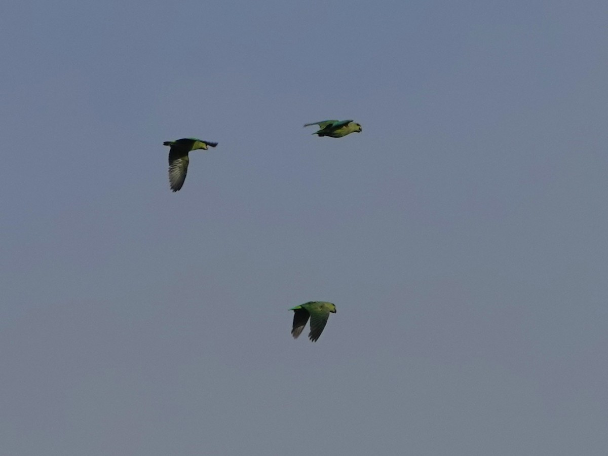 Short-tailed Parrot - ML637822298
