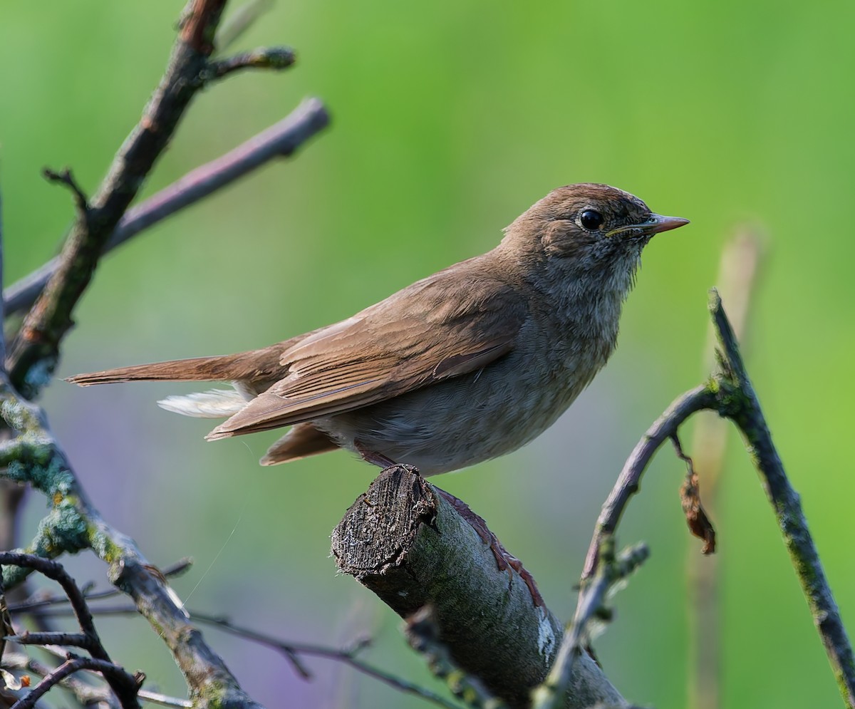 Thrush Nightingale - ML637822342
