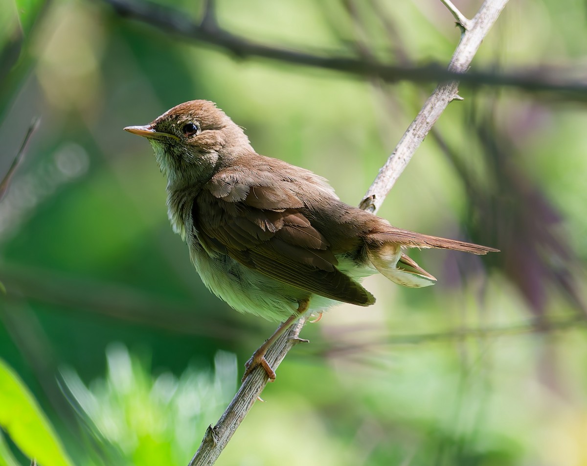 Thrush Nightingale - ML637822343
