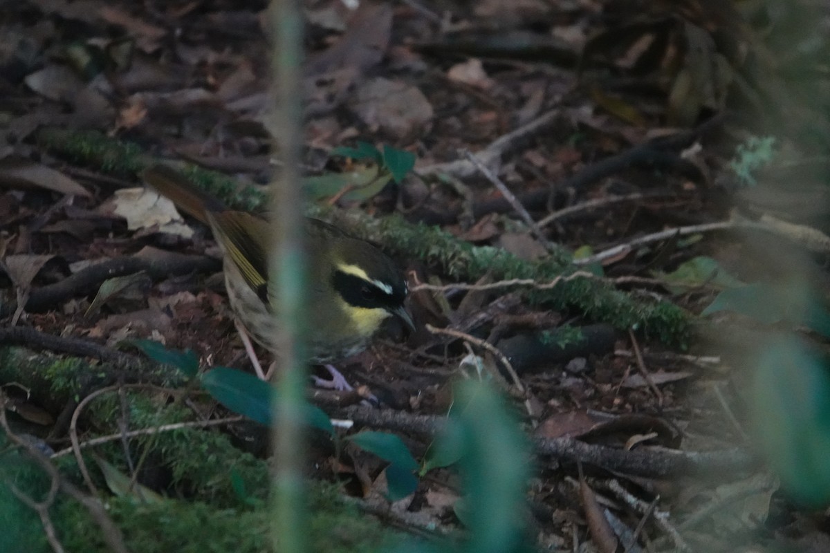 Yellow-throated Scrubwren - ML637822359