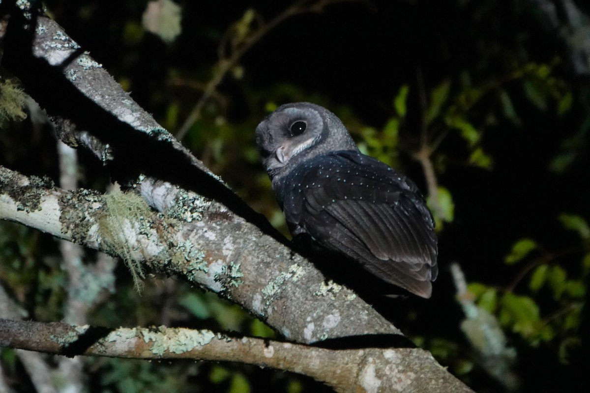 Sooty Owl - ML637822384