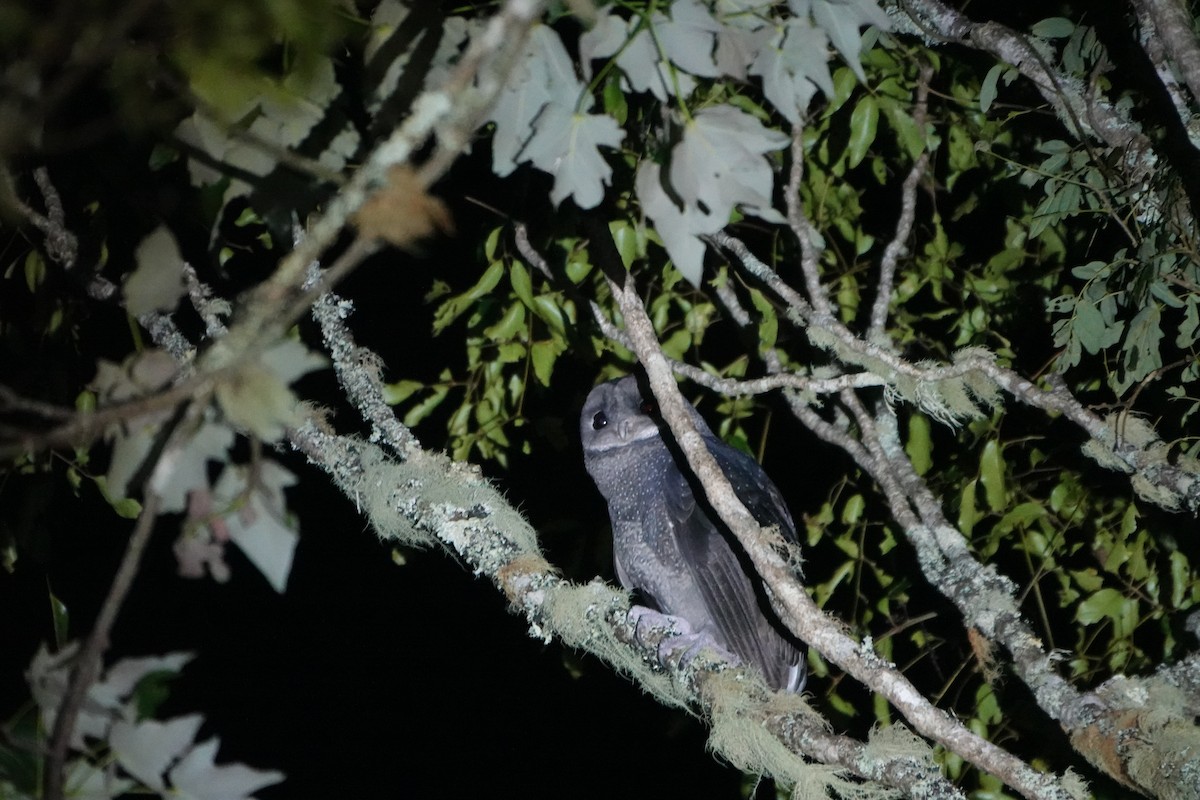 Sooty Owl - ML637822385