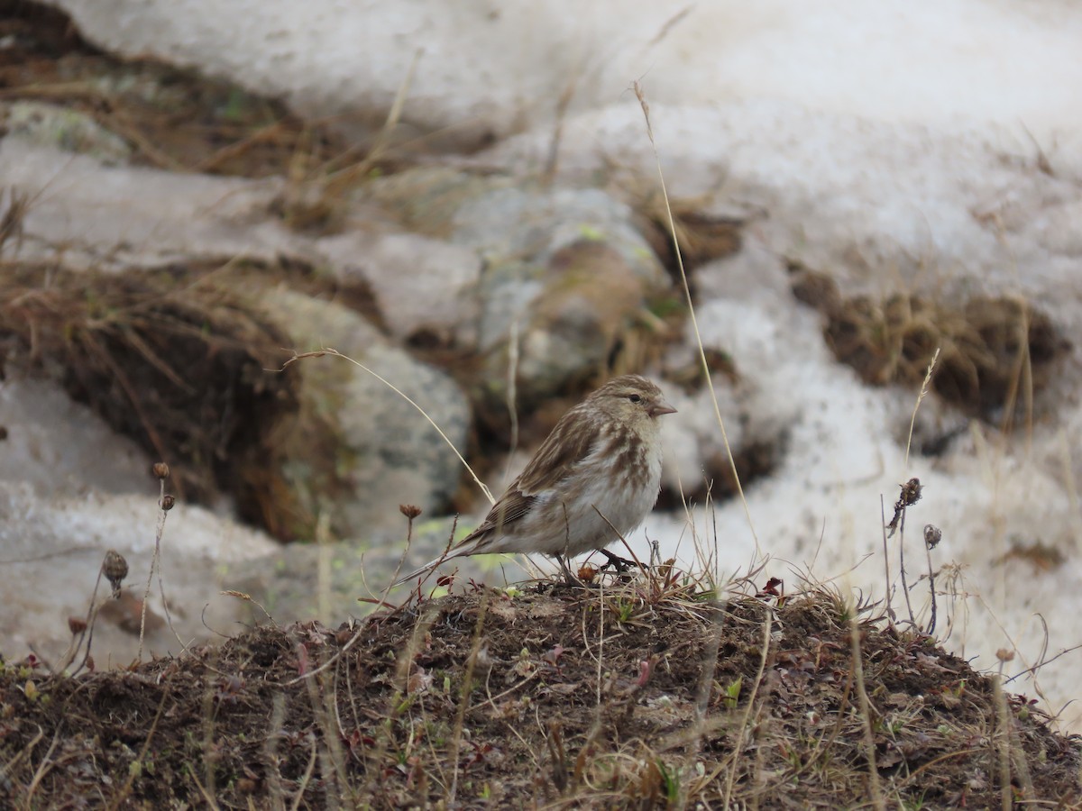 Twite - ML637822390