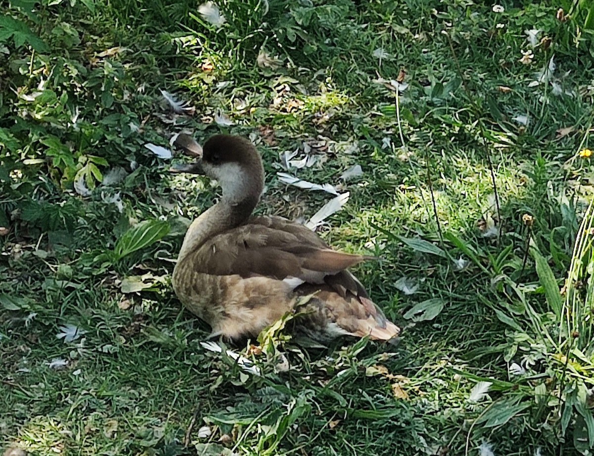 Red-crested Pochard - ML637822418