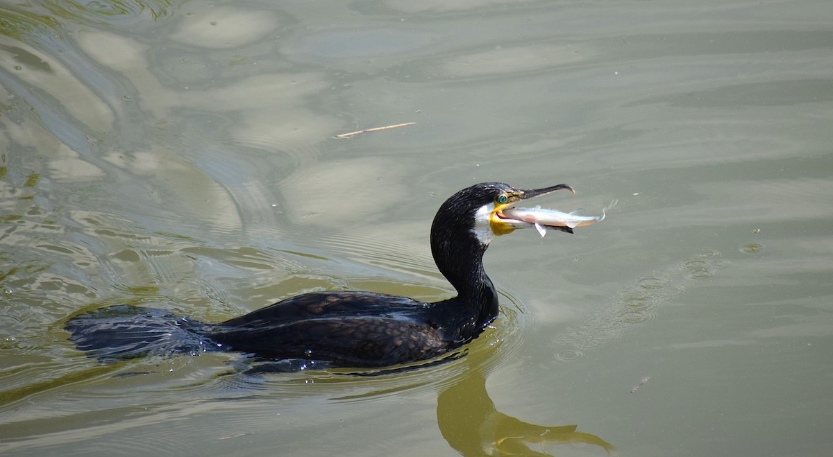 Great Cormorant - ML637822424