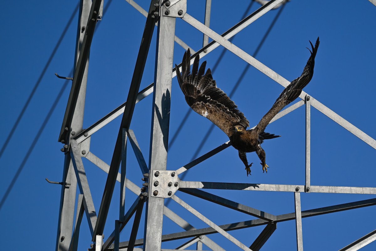 Steppe Eagle - ML637822440