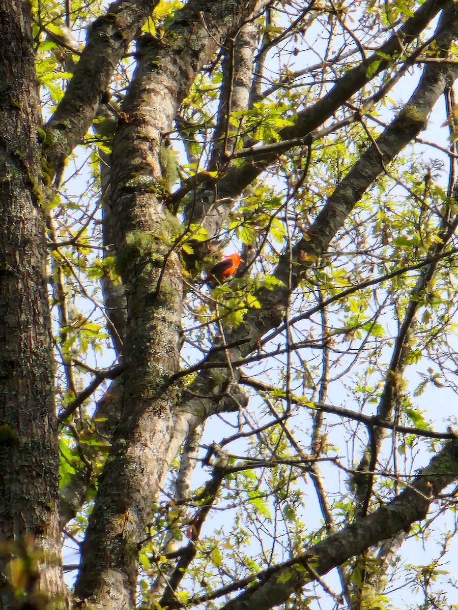 Scarlet Tanager - ML637822445