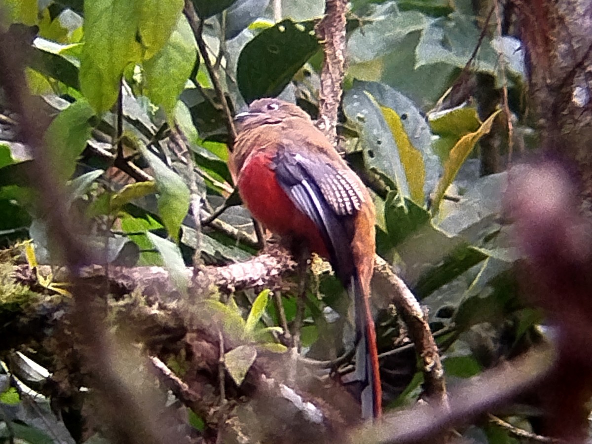 Red-headed Trogon - ML637822453