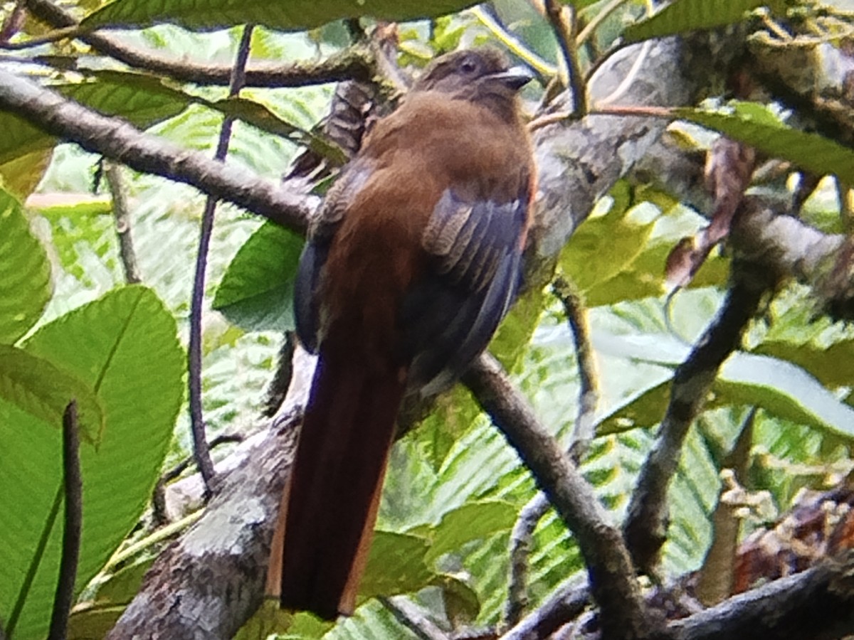 Red-headed Trogon - ML637822454