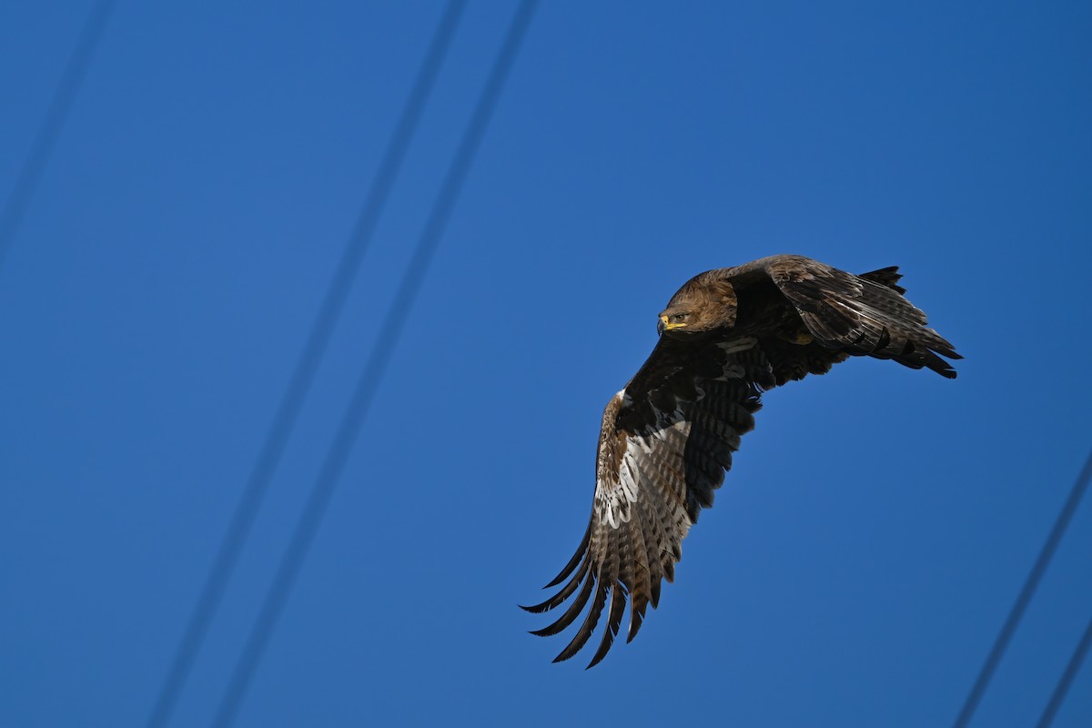 Steppe Eagle - ML637822465