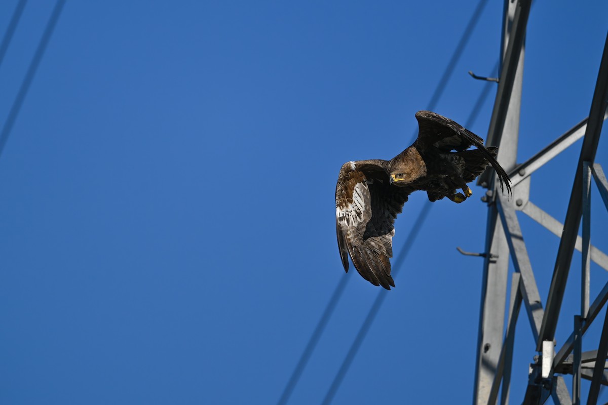Steppe Eagle - ML637822467