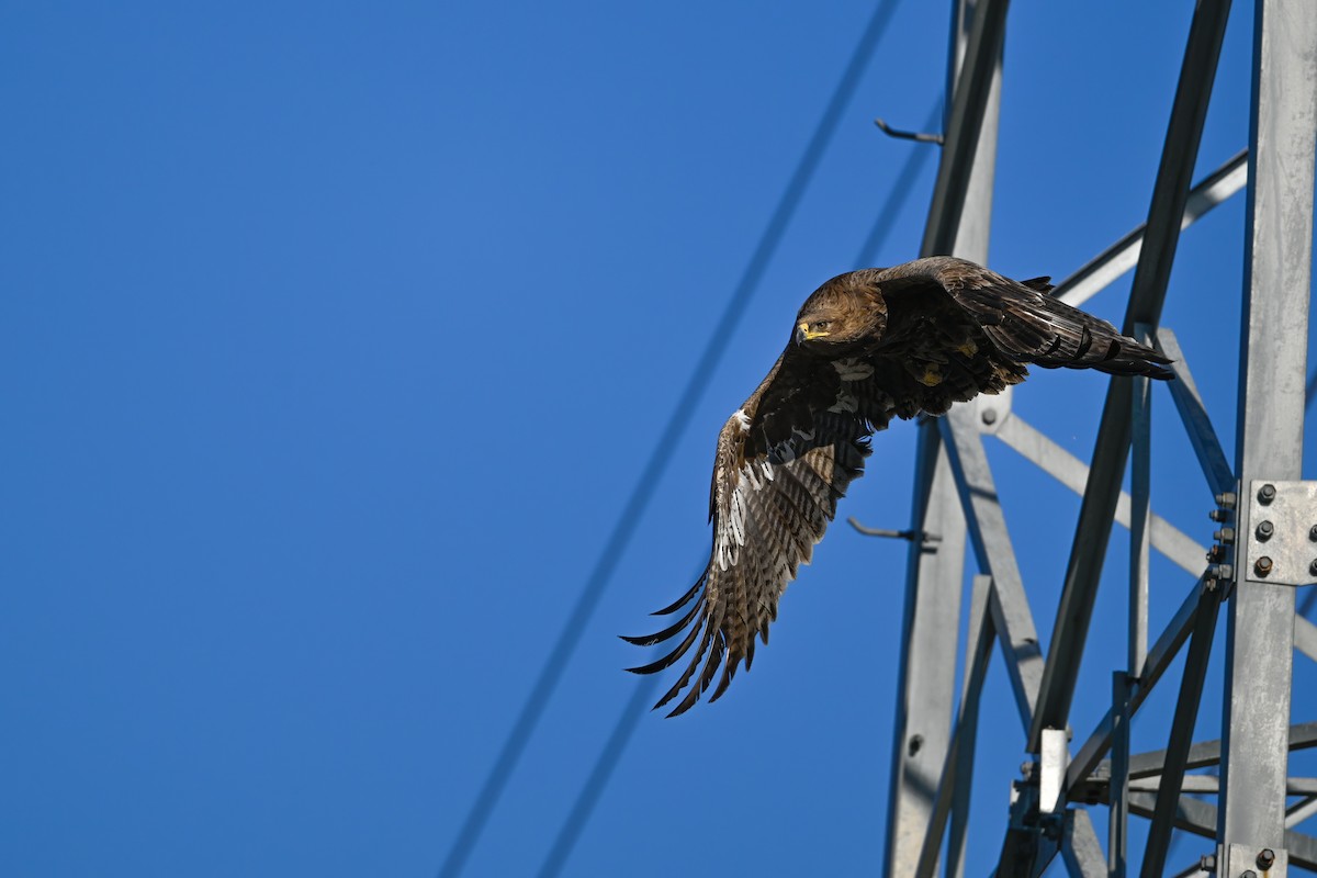 Steppe Eagle - ML637822468