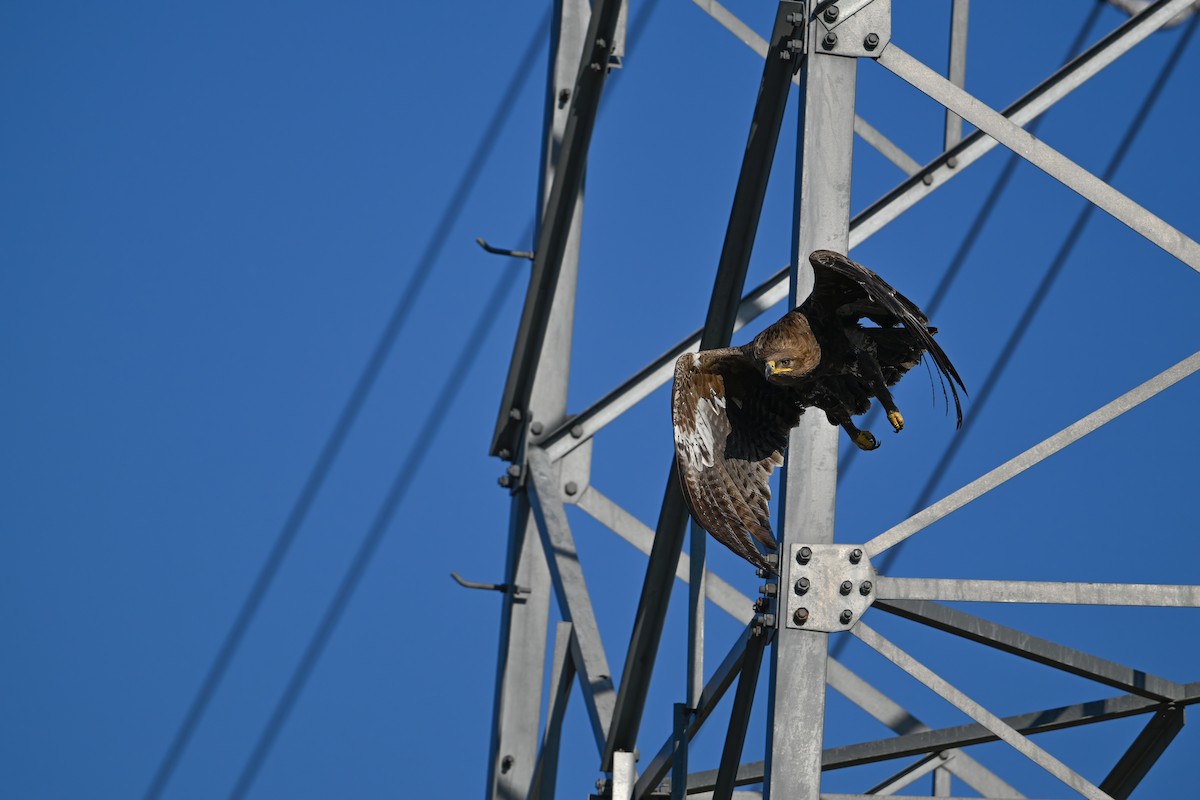 Steppe Eagle - ML637822469