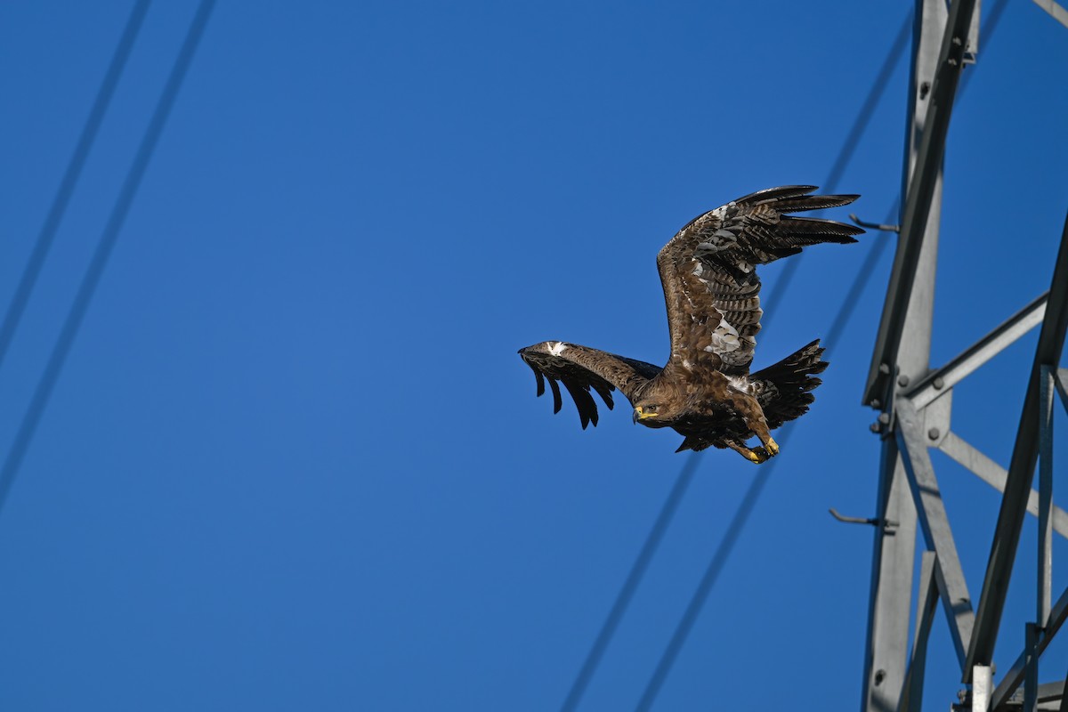 Steppe Eagle - ML637822470