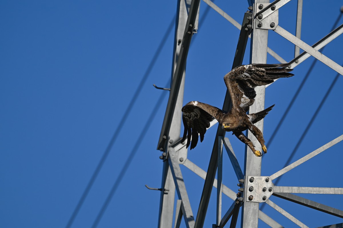 Steppe Eagle - ML637822471