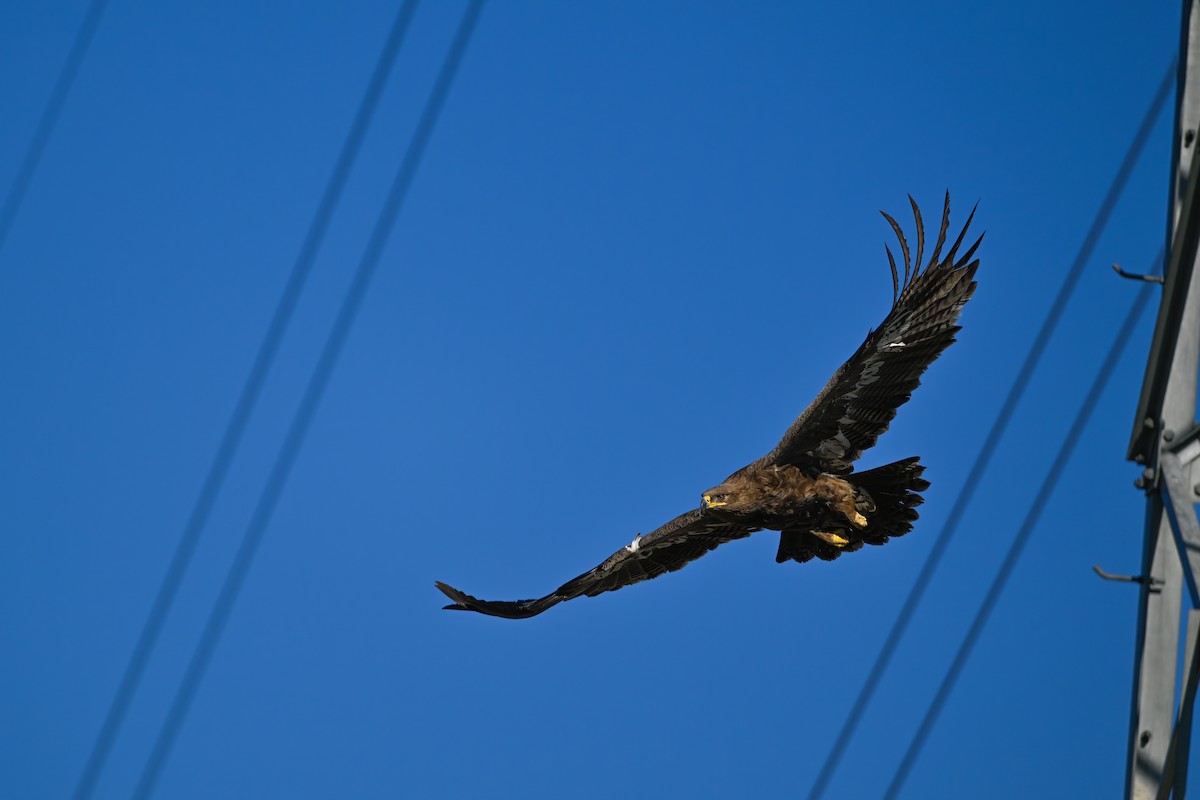 Steppe Eagle - ML637822472