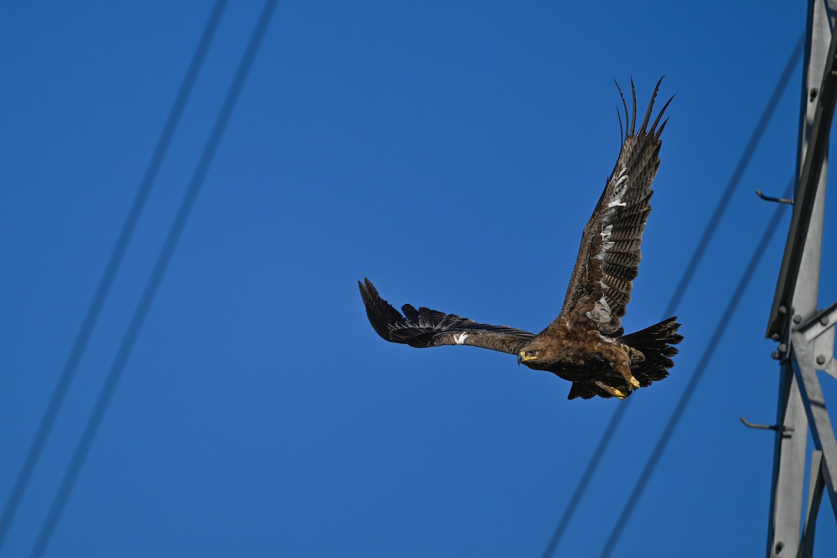 Steppe Eagle - ML637822473