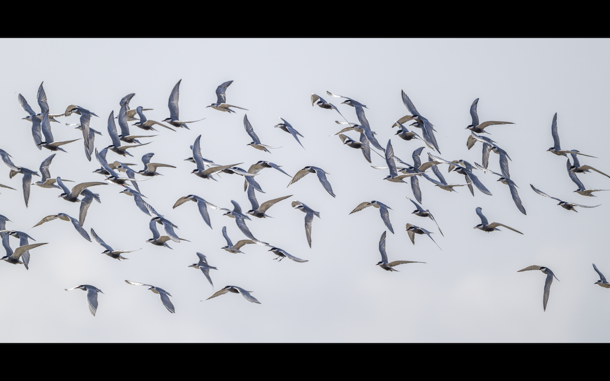 rybák bahenní - ML637822543